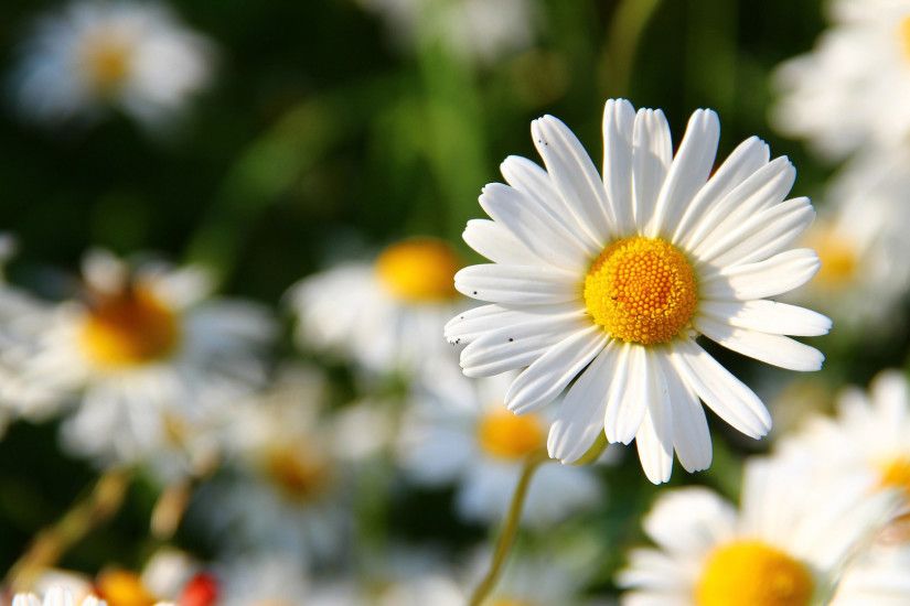 daisy flower hd desktop backround image download