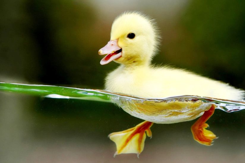 Baby Duck Swimming