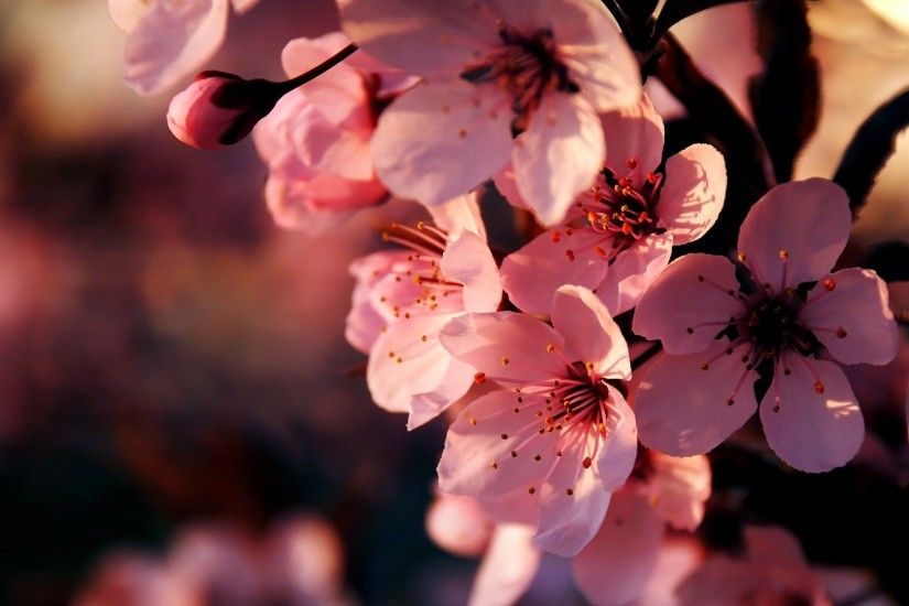 Pink Flowers Wallpaper Backgrounds