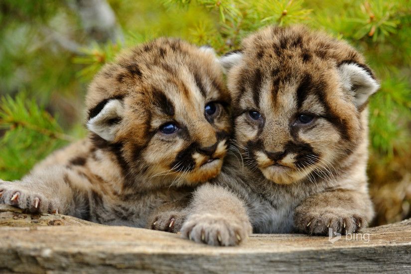 Mountain lion cubs