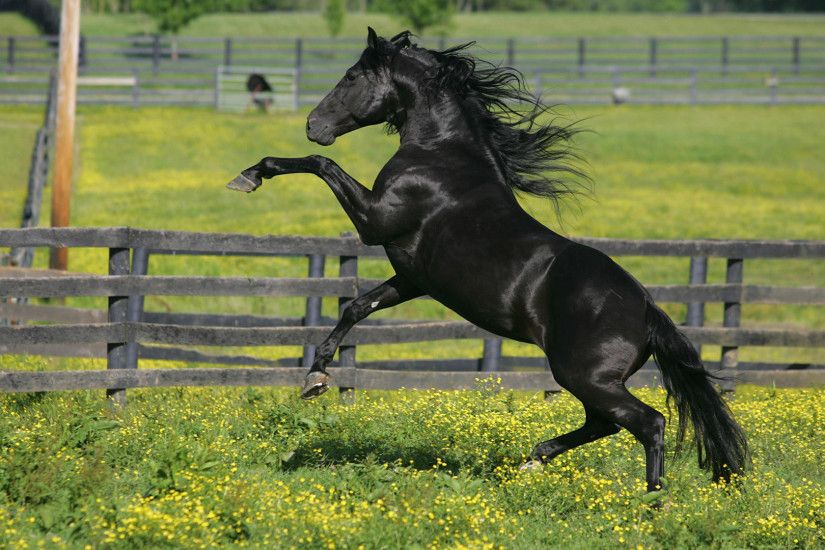 black fresian horse wallpapers | Black Horse Wallpaper Desktop HD