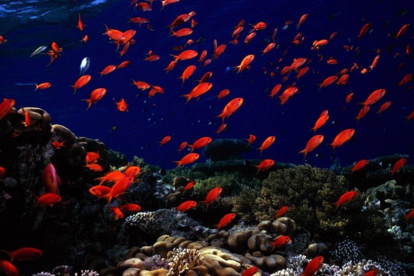3840x2160 Wallpaper underwater, fish, sea bottom