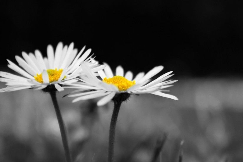 flower flower flowers daisy chamomile white black and white background  wallpaper widescreen full screen widescreen hd