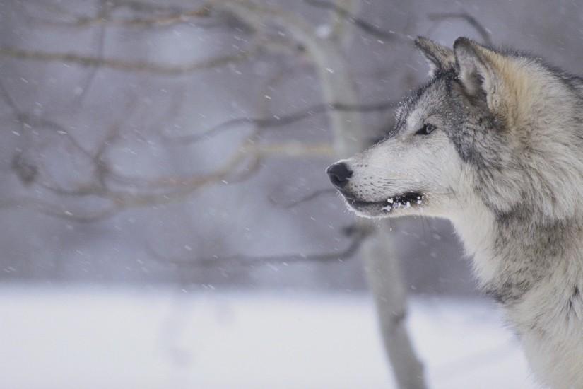 Gray Wolf in Snow