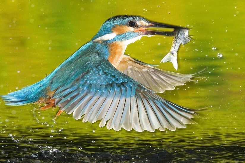 hd pics photos birds kingfisher with fish desktop background 2 wallpaper