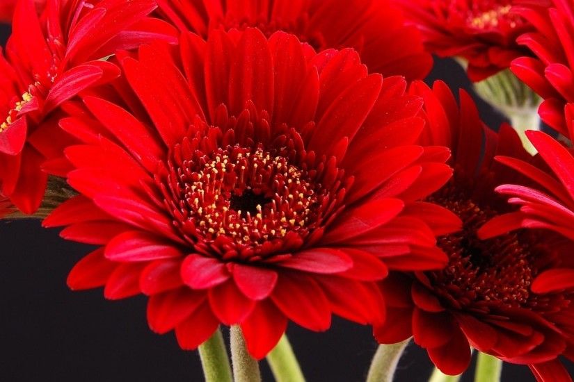 100 [ Gerbera Flower ] | Fashion Pink Gerbera Daisy Corsage ... Red Gerbera Flower  Background ...