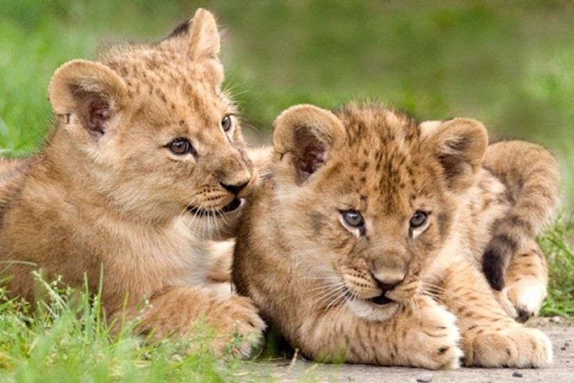 lion-cubs-african-free-hd-wallpapers-downloaded