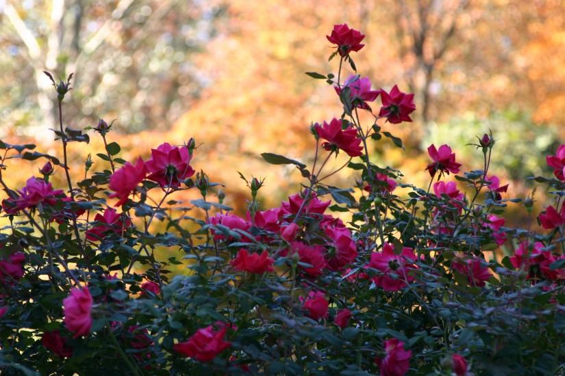 roses with Japanese maples in background, November