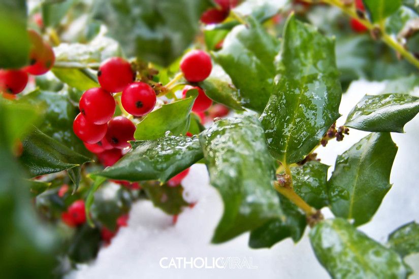 27 Christmas Season Celebration Photographs - HD Christmas Wallpapers -  Holly Berries