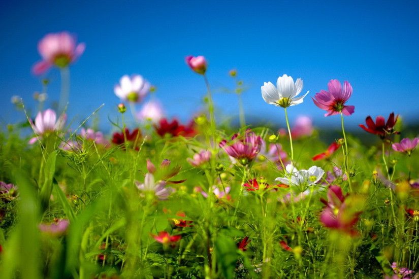 Free Spring Desktop Wallpaper | ... Download free Spring wildflowers Desktop  background and wallpapers