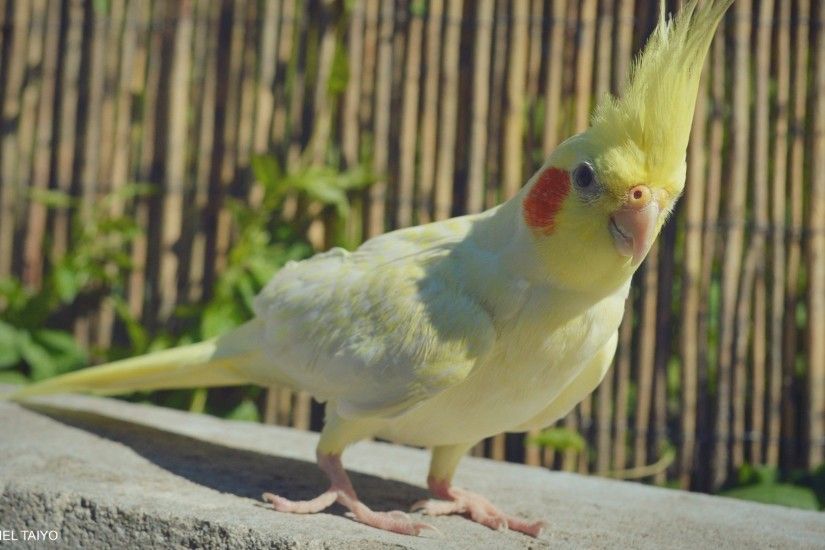 Yellow and white Cockatiel wallpaper