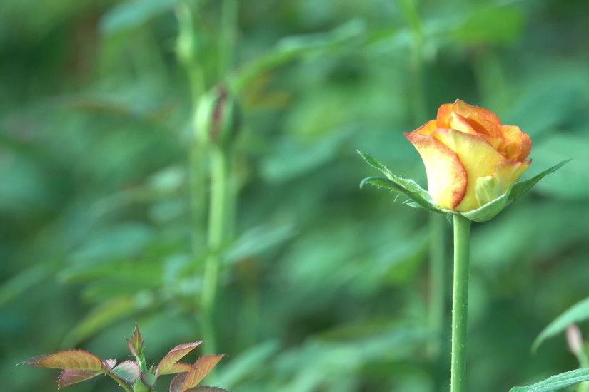 Orange Yellow Rose Bud with Red Leaves 4K Nature Footage Bokeh Background  Stock Video Footage - VideoBlocks