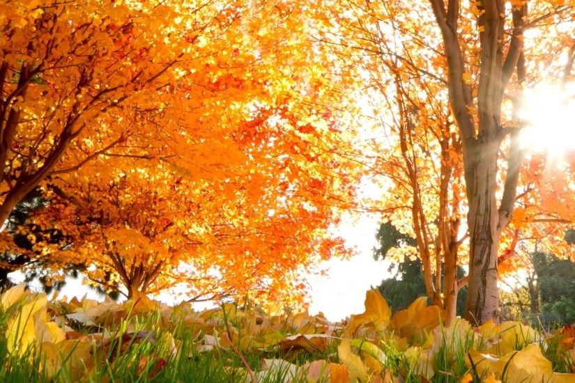 2560x1080 Wallpaper fall, trees, leaves
