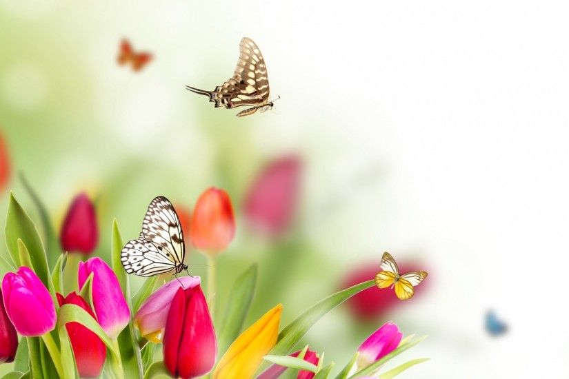 spring flowers and butterflies background hd Wallpaper HD