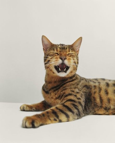 All About the Bengal Breed of Cats
