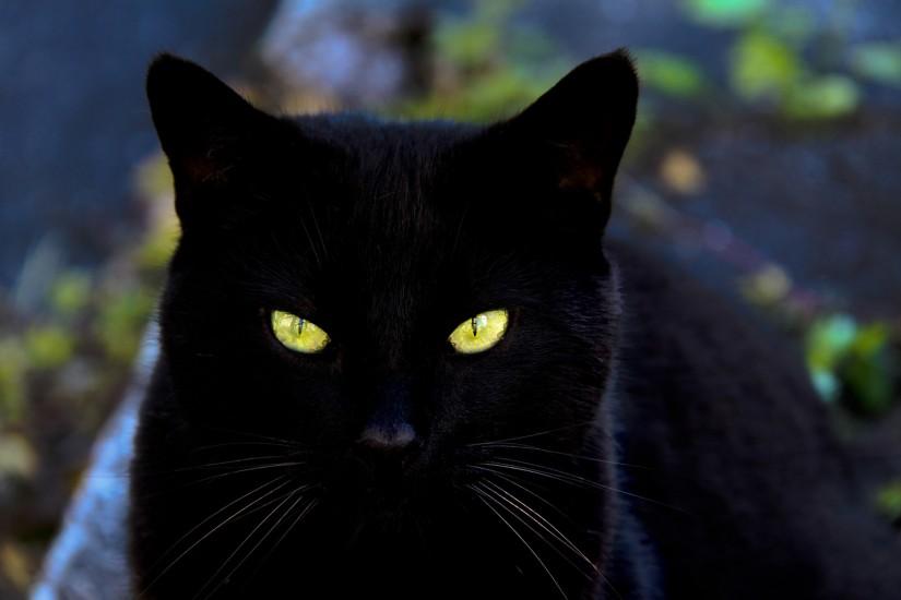 Black Cat Images