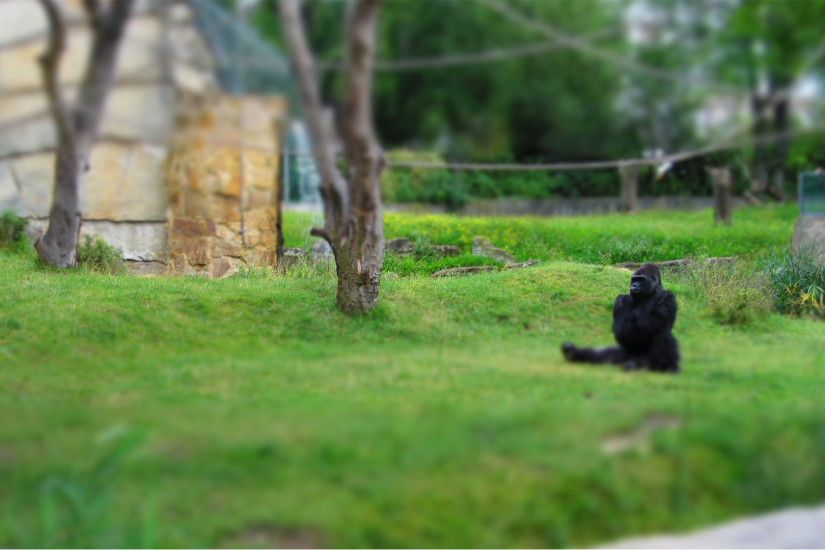 gorillas, Zoo, Alone, Harambe Wallpaper HD
