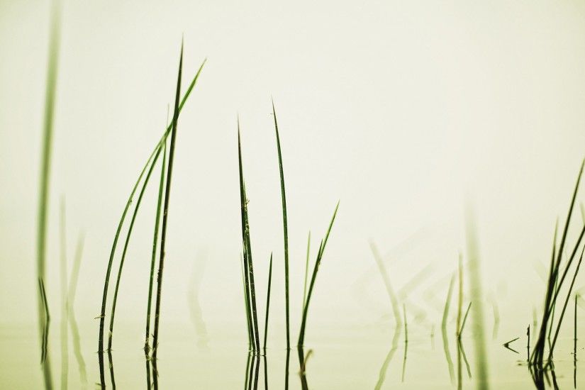 display, plantgrass, serene,windows backgrounds, nature wallpaper full hd  Wallpaper HD