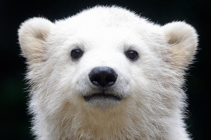 3840x2160 Wallpaper polar bear, cub, baby, muzzle, background