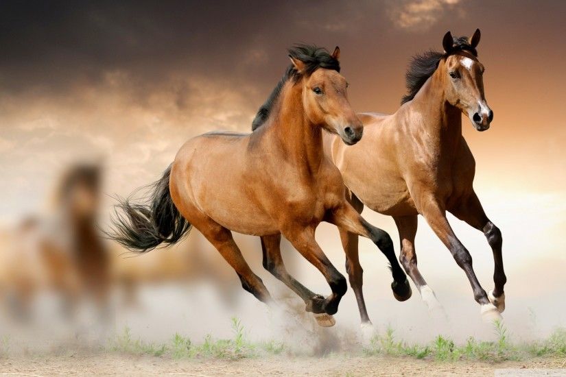 Horse Wallpapers - Wallpaper Cave 1219 Horse HD Wallpapers | Backgrounds -  Wallpaper Abyss ...