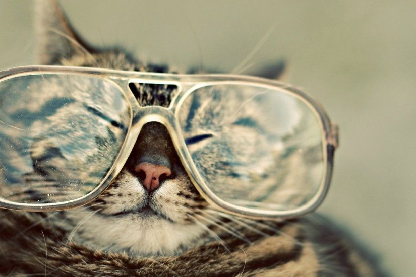 Funny Cat wallpapers and stock photos