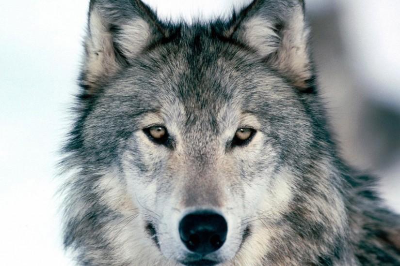 Preview wallpaper wolf, winter, snow, face, eyes, predator 2048x1152