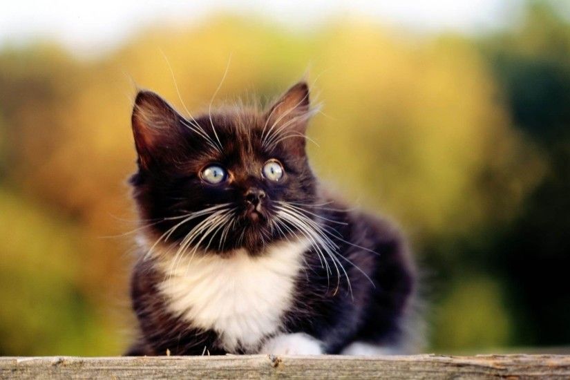 Wallpapers Backgrounds - White Kitten Black Cute Animals Wallpapers Gallery  Desktop