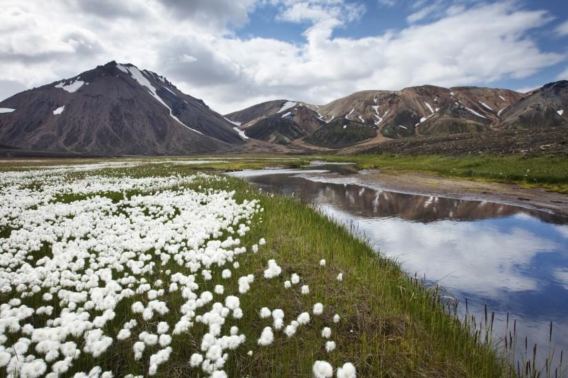 Wildflowers in Iceland