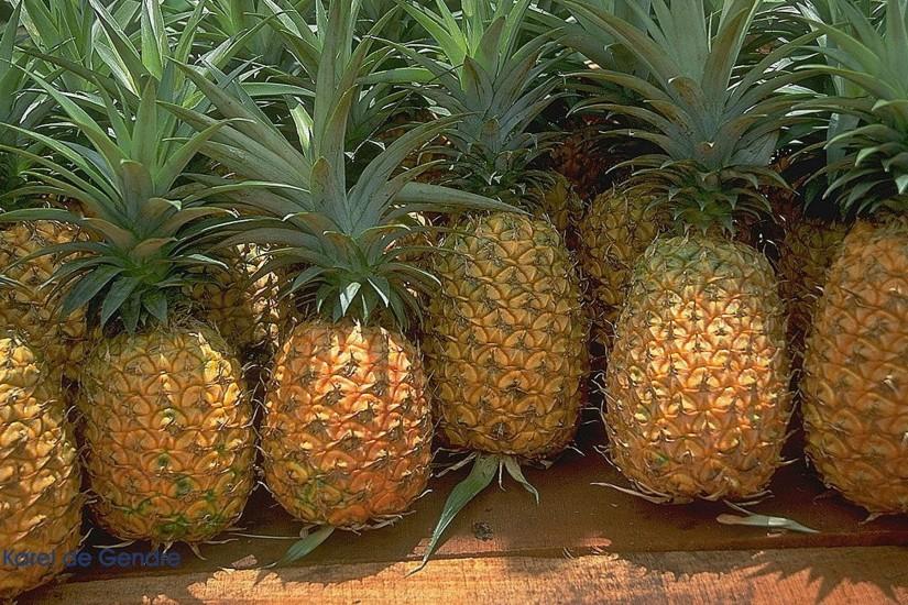 amazing pineapple background 1920x1200