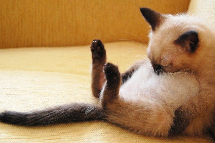Animals Sleeping Cats Siamese Cat Pictures Wallpapers