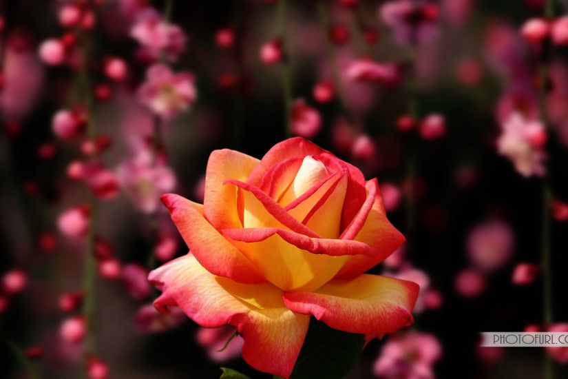 Most Beautiful Pink Yellow Rose Flowers Wallpapers Laptops or Computers