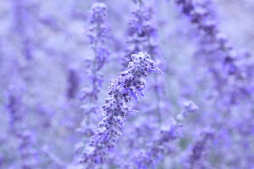 Lavender Colored Flowers