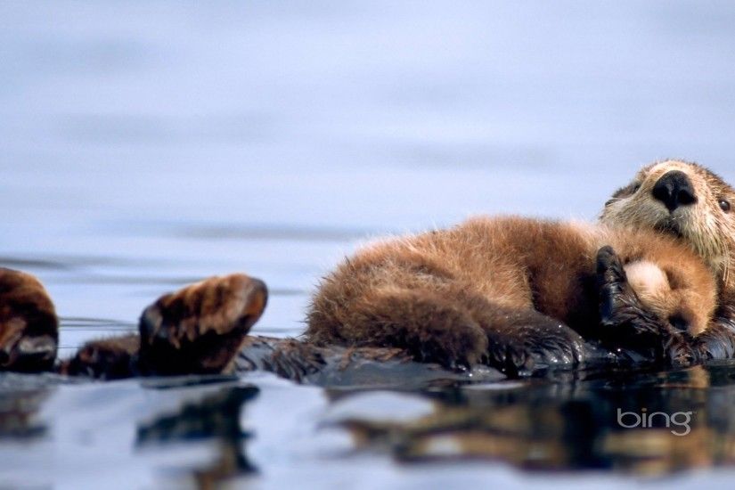 1920x1080 Wallpaper otter, cub otter, water