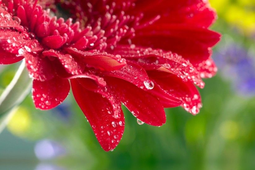 rose flower close beautiful red gerbera daisy close up water droplets