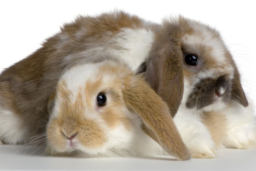 bunnies-wallpaper