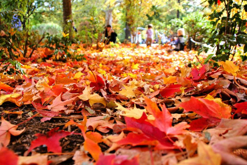 Autumn Leaves Falling Clip Art. fall wallpaper hd autumn road scenic ...