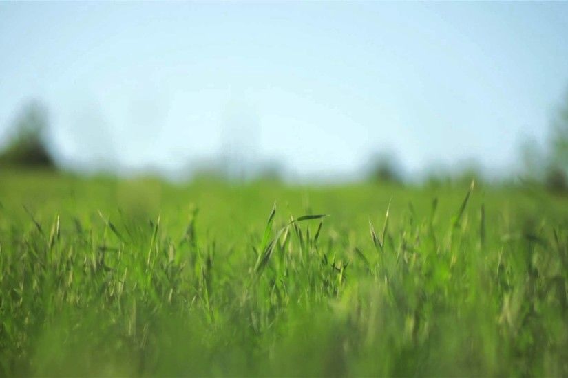 Video Background HD - Grass HD - Style Proshow - styleproshow.org - YouTube