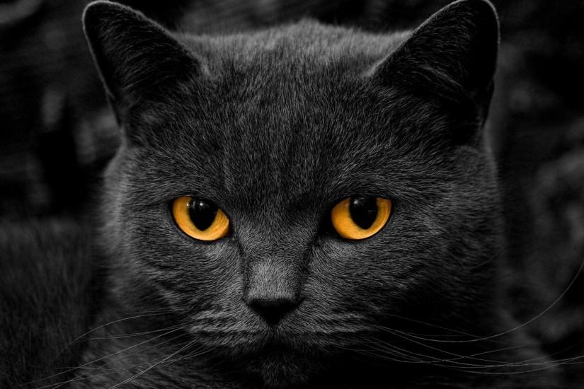 Black Cat Wallpaper Download Free Cool Full Hd Backgrounds For - 