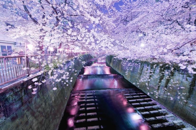Beautiful Tokyo Sakura Flower Wallpaper Deskto #12211 Wallpaper .