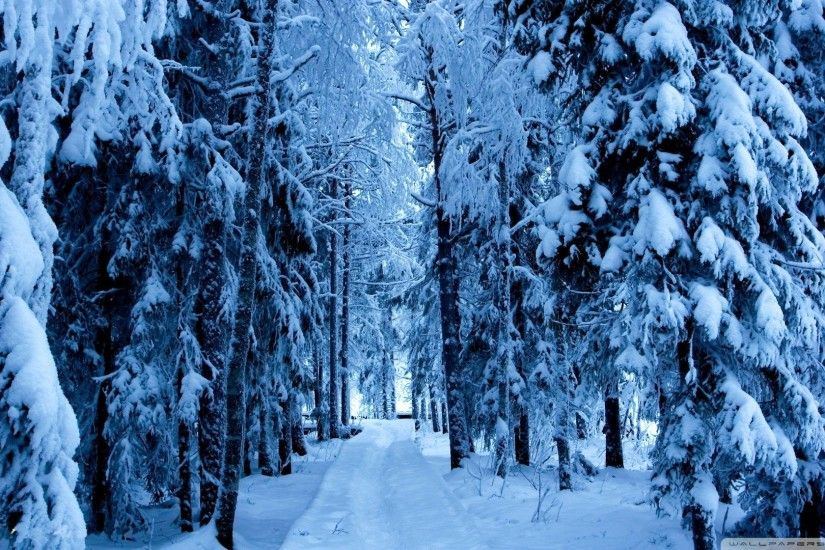 Wallpapers For > Snowy Forest Backgrounds
