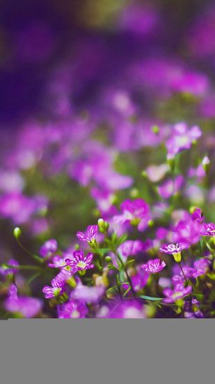 Beautiful Purple Flower Field Blur Bokeh iPhone 7 .