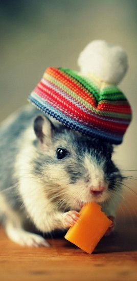 Meng pet cute hamster Galaxy S8 Wallpapers
