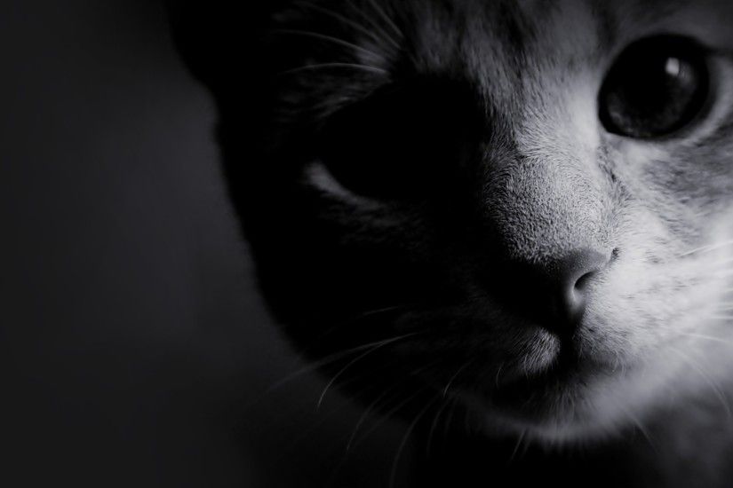 black and white photos | black and white cats Wallpaper