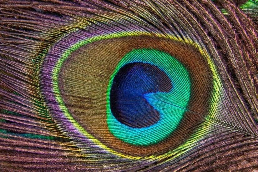 Wallpapers of Peacock Feathers HD ·① WallpaperTag