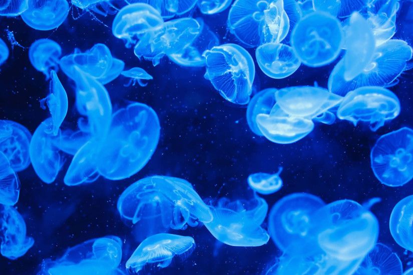 Awesome Jellyfish Wallpaper 45570