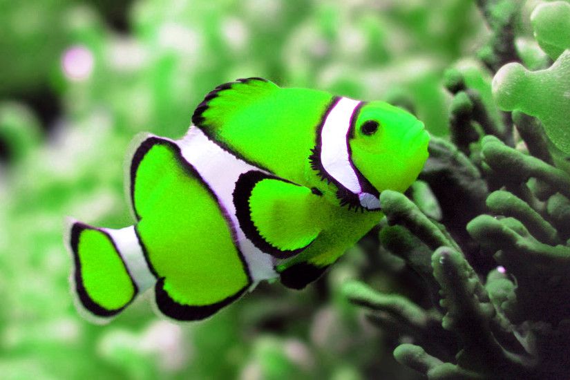 Beautiful Fish HD Wallpaper | free desktop wallpaper