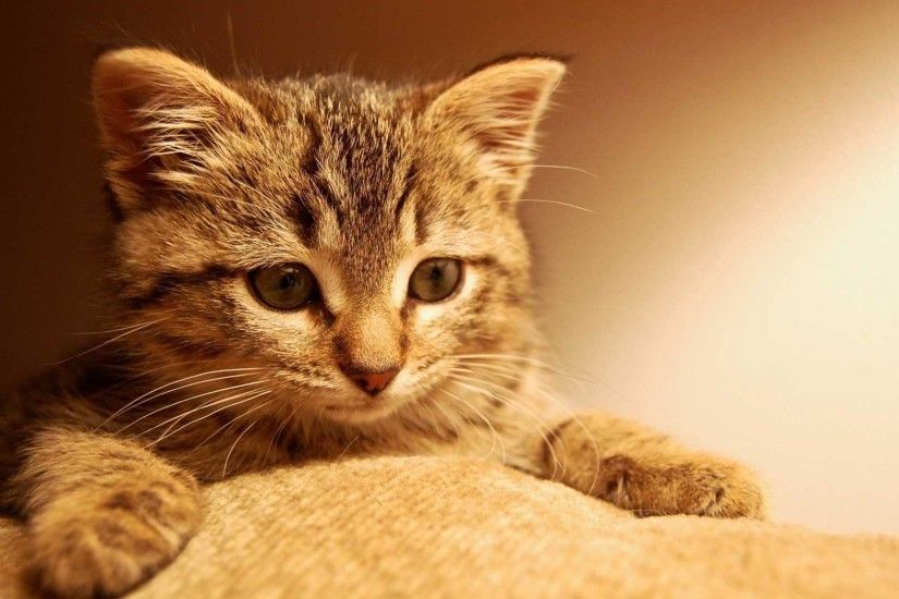 1920x1080 cute Kitty background wallpaper wide wallpapers:1280x800,1440x900,1680x1050  - hd backgrounds