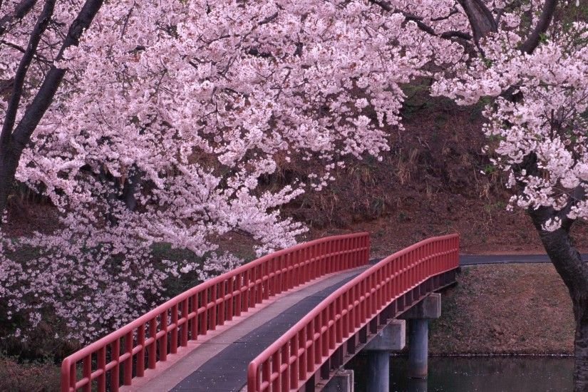 Wallpapers For > Japanese Cherry Blossom Wallpaper Anime