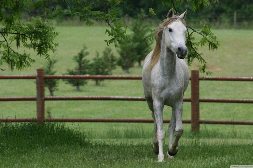 Young White Horse