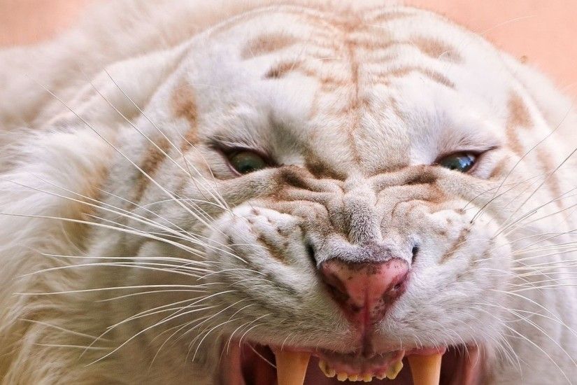 3840x1200 Wallpaper tiger, white, striped, teeth, anger